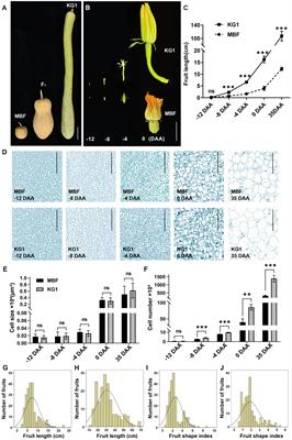 Genetic mapping reveals a candidate gene CmoFL1 controlling fruit length in pumpkin